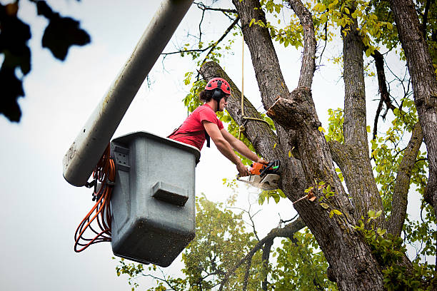 Best Tree Removal  in New Beaver, PA